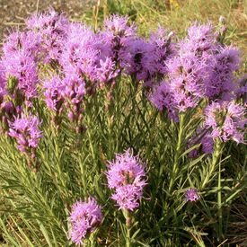 Dotted Blazing Star, Liatris Seeds